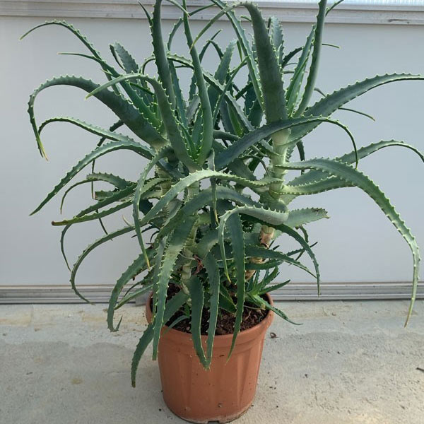 Aloe di Padre Zago Aloe Arborescens pianta 4 anni vaso 20 cm