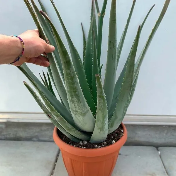 Aloe di Padre Zago Aloe Vera pianta 5 anni vaso 24 cm